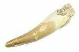 Fossil Plesiosaur (Zarafasaura) Tooth - Morocco #297884-1